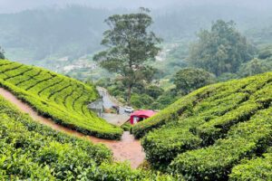 ooty-high-hill-tea