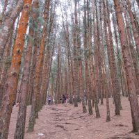 PineForest_Kodaikanal (9)