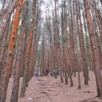 PineForest_Kodaikanal (9)