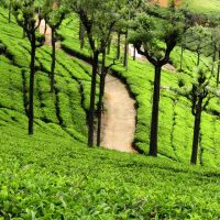 Tea Estate View Points