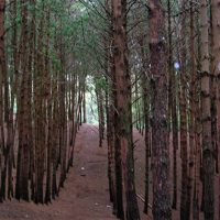 pineforest1